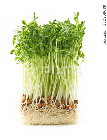 豆苗 白バック 豆苗 白バック 122809689