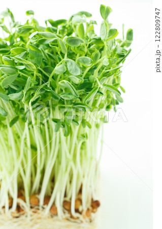 豆苗  白バック 豆苗  白バック 122809747