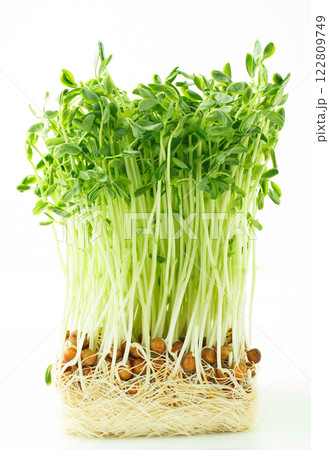 豆苗 白バック 豆苗 白バック 122809749