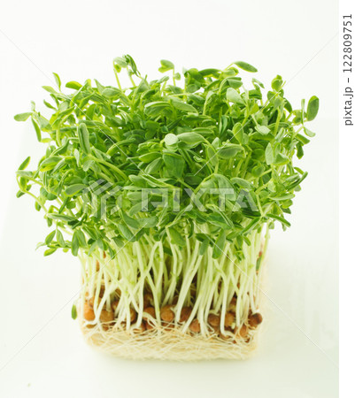 豆苗 白バック 豆苗 白バック 122809751