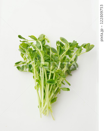 豆苗 白バック 豆苗 白バック 122809753