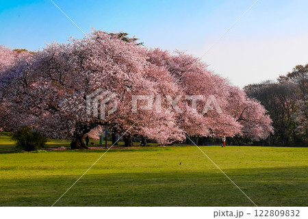 砧公園の桜と広場 122809832