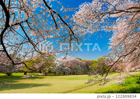 砧公園の桜 砧公園の桜 122809834