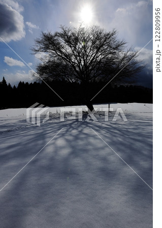 雪の田住の一本桜 122809956