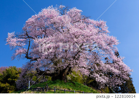 満開の苗代桜4 満開の苗代桜4 122810014