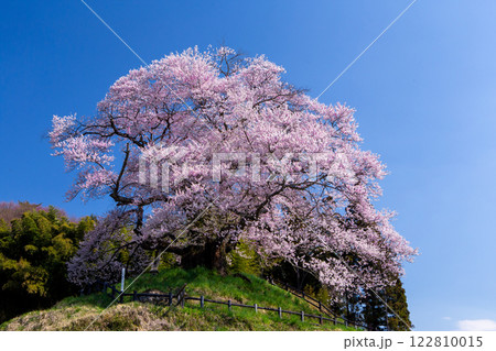 満開の苗代桜3 122810015