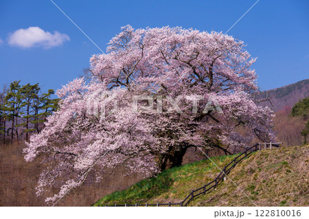 満開の苗代桜2 122810016