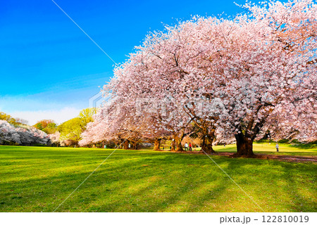 砧公園の光と影 122810019