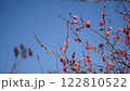 青空に映える梅の花 122810522