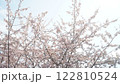 空に向かって伸びる桜 122810524