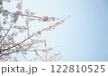 青空に映える桜 122810525