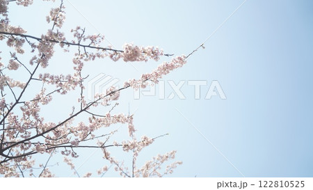 青空に映える桜 122810525