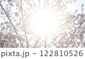 太陽に照らされる桜 122810526