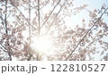 桜の間から差し込む太陽 122810527