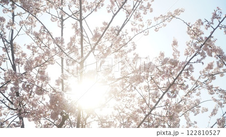 桜の間から差し込む太陽 122810527