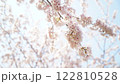 桜の花を見上げる 122810528
