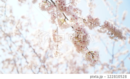 桜の花を見上げる 122810528