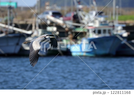 遠くを見つめながら飛び立つ鳥達 122811168