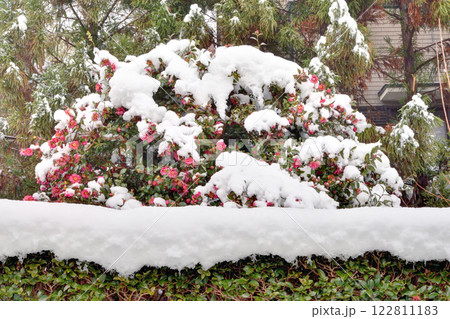 雪の日の圓光寺にて 122811183