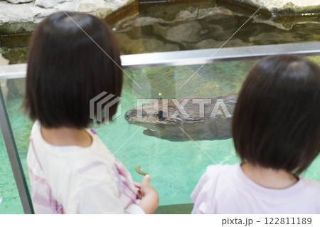 カピバラを見る子どもたち カピバラを見る子どもたち 122811189