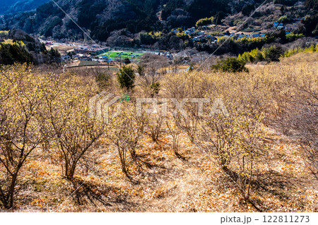 ［満開］松田町寄　ロウバイまつり満開の風景 122811273