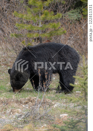 林道で出会ったブラックベア 122811331