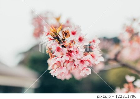 冬に一足先に咲いた桜のある風景 冬に一足先に咲いた桜のある風景 122811796