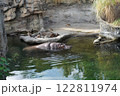 水浴びするカバ 122811974