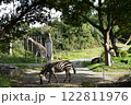 シマウマとキリンがいる風景 122811976