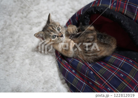 半纏の上でごろごろ遊ぶ子猫 122812019