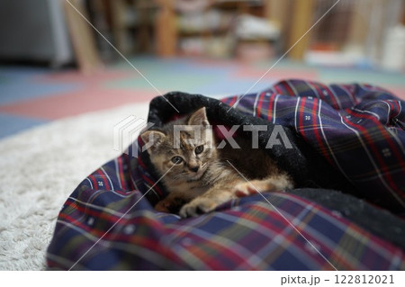 半纏の中でぬくもりを感じている子猫 122812021