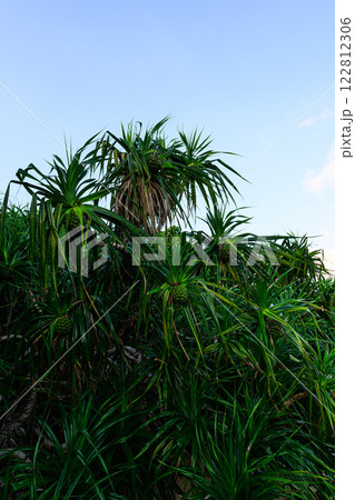 アダンの木 南国の植物 西表島 アダンの木 南国の植物 西表島 122812306