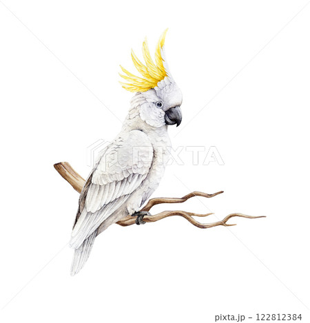 Sulphur-crested cockatoo realistic watercolor illustration. Hand drawn Cacatua galerita Australia native wildlife bird. Cute white cockatoo parrot with yellow crest on a branch. White background 122812384