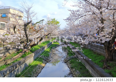 神奈川県・川崎市・元住吉渋川沿いの桜 神奈川県・川崎市・元住吉渋川沿いの桜 122812633
