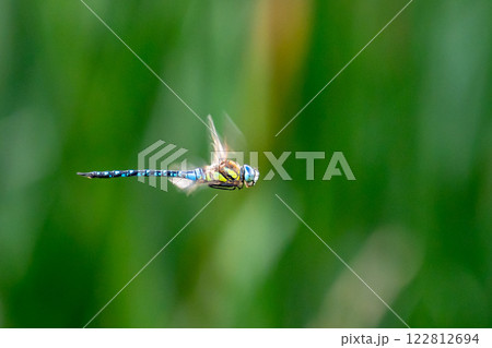 マダラヤンマ 122812694