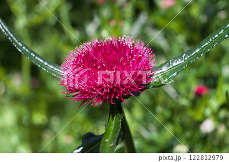 寺岡アザミ 122812979