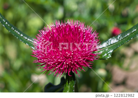 寺岡アザミ 122812982