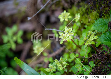 ホクリクネコノメソウ 122813116