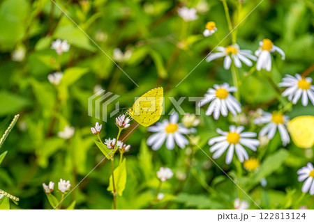 花の蜜を吸う黄色い蝶 花の蜜を吸う黄色い蝶 122813124