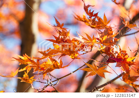 桜山公園　紅葉風景7 122813147
