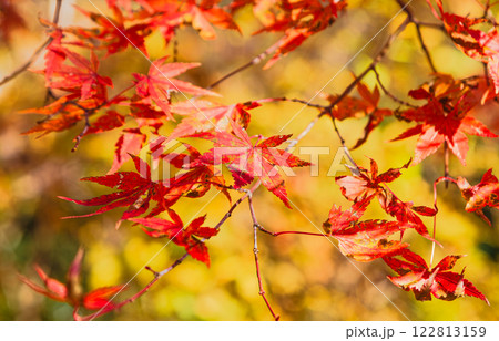桜山公園　紅葉風景19 122813159