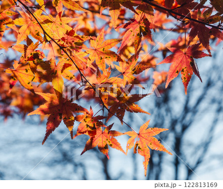 桜山公園　紅葉風景29 122813169