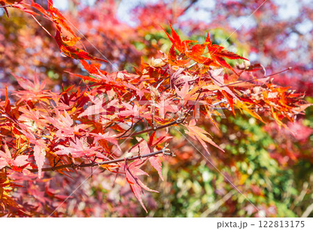 桜山公園　紅葉風景35 122813175