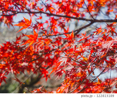桜山公園　紅葉風景49 122813189