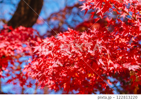 桜山公園　紅葉風景123 122813220
