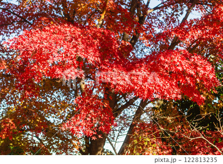 桜山公園　紅葉風景138 122813235