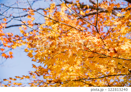 桜山公園　紅葉風景143 122813240