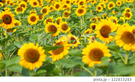 A vibrant expanse of sunflowers in full bloom, radiating warmth and energy, ideal for nature-themed designs or cheerful branding. A vibrant expanse of sunflowers in full bloom, radiating warmth and energy, ideal for nature-themed designs or cheerful branding. 122813283