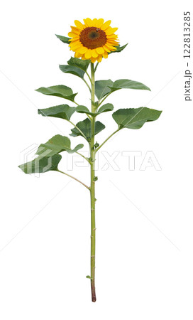 A single sunflower stem against a clean white background, ideal for botanical illustrations or minimalist branding designs. 122813285