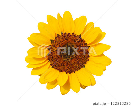 A vibrant sunflower bloom isolated on white, perfect for floral designs, nature-themed projects, or product packaging. A vibrant sunflower bloom isolated on white, perfect for floral designs, nature-themed projects, or product packaging. 122813286